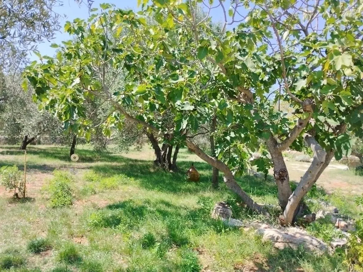 Appartement Marti'S House In The Olive Grove à Fažana